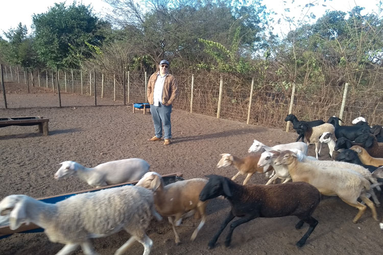 Pedal na Roça: Brumado fornece cordeiros para produção de carne nobre para diversos estados do Brasil