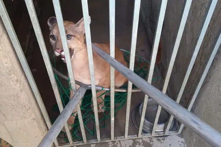 Onça parda mantida em casa para cachorros é resgatada em Eunápolis