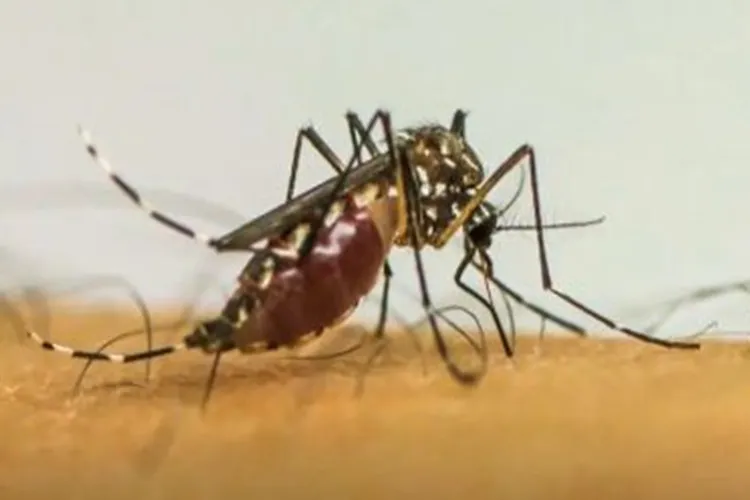 Casos de dengue caem 78% no Brasil em 2025