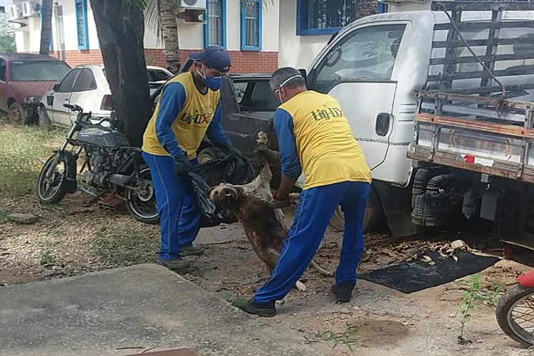 Morre cachorra que vivia há anos dentro da sede da 20ª Coorpin em Brumado