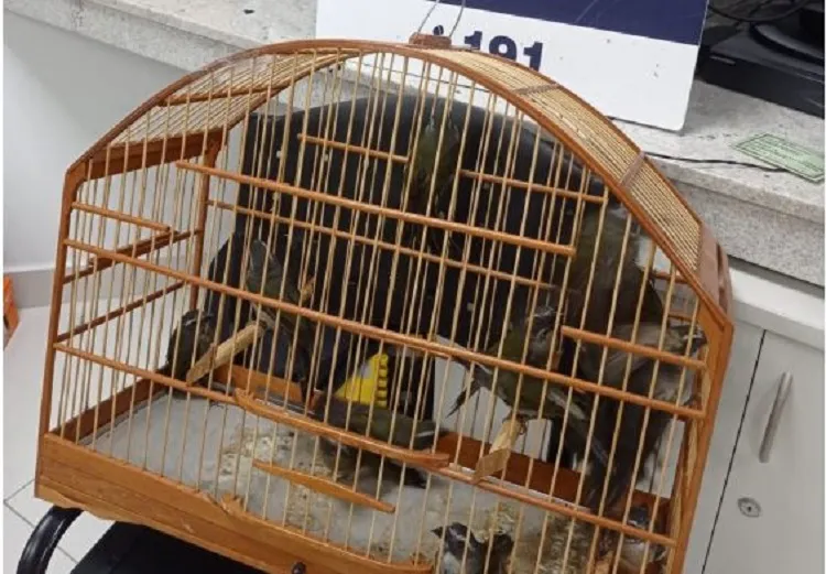 Conquista: PRF flagra passageiros transportando pássaros aprisionados em condições precárias