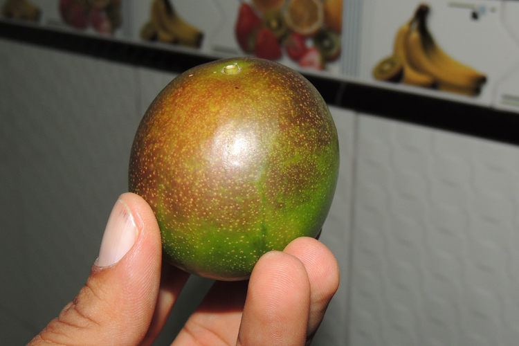 Produção de Umbu pode superar safras dos últimos anos e fruto deve ficar mais barato em Brumado