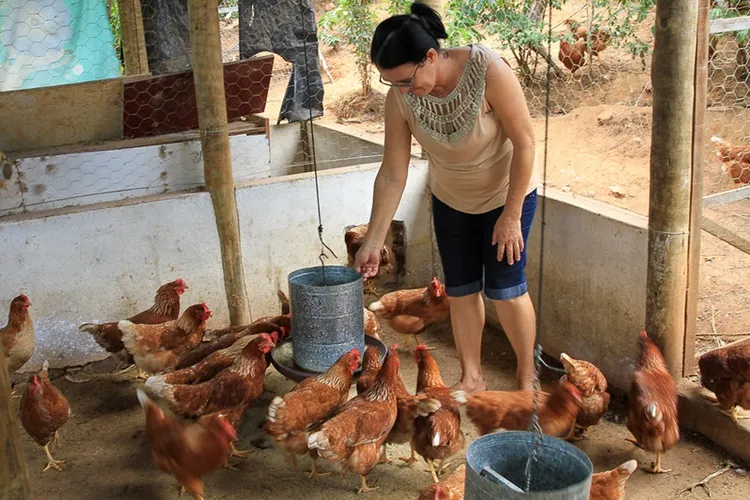 Associativismo potencializa produção de galinha caipira em Tremedal