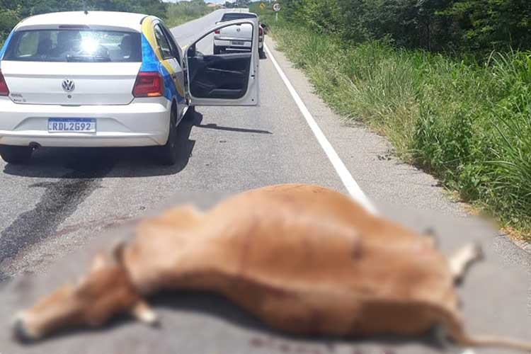 Veículo da prefeitura de Érico Cardoso se envolve em acidente com animal na BA-156