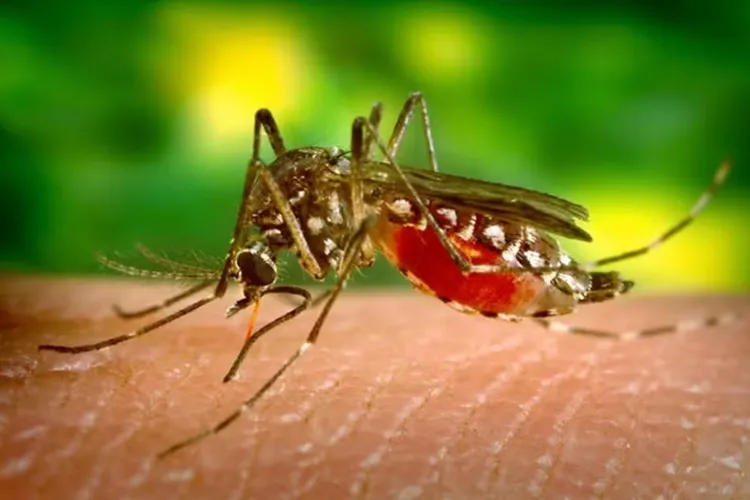 Cresce número de mortes e de cidades em epidemia de dengue na Bahia