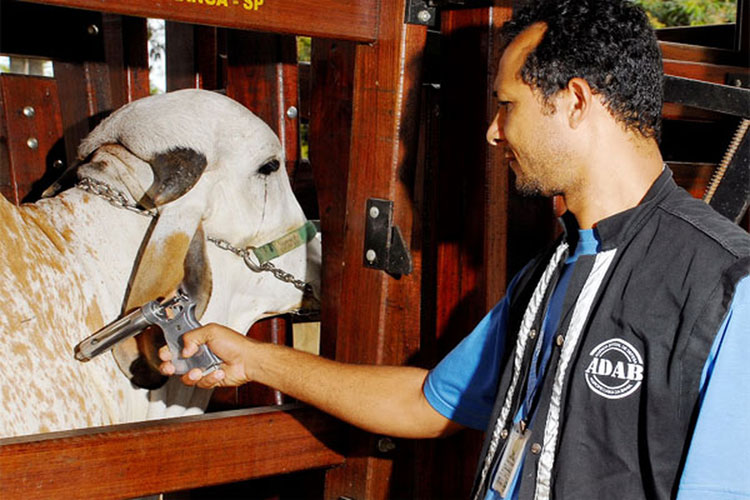 Febre Aftosa: Cerca de 10 milhões de animais devem ser vacinados na Bahia