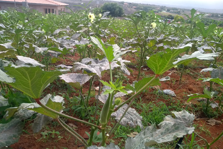 Cultivo do quiabo cresce no Curralinho e ganha 90% do mercado em Brumado