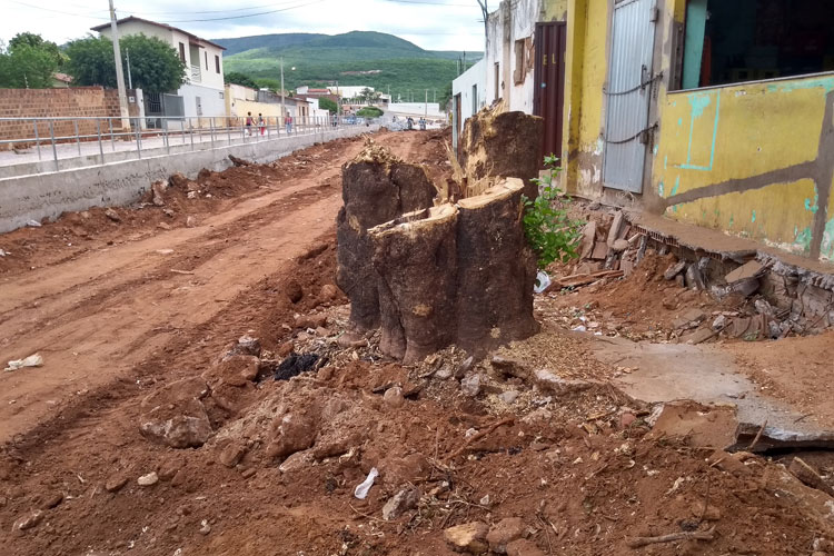 Populares reclamam de retirada de juazeiro de mais de um século em Brumado