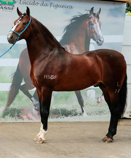 Em Belo Horizonte, cavalo que vale mais que Ferrari ganha três prêmios