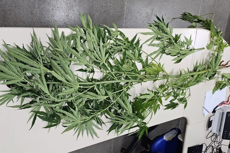 94ª CIPM apreende pé de maconha em praça pública de Caetité