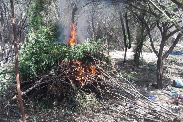 Três homens são presos após polícia achar plantação com 3 mil pés de maconha no norte baiano