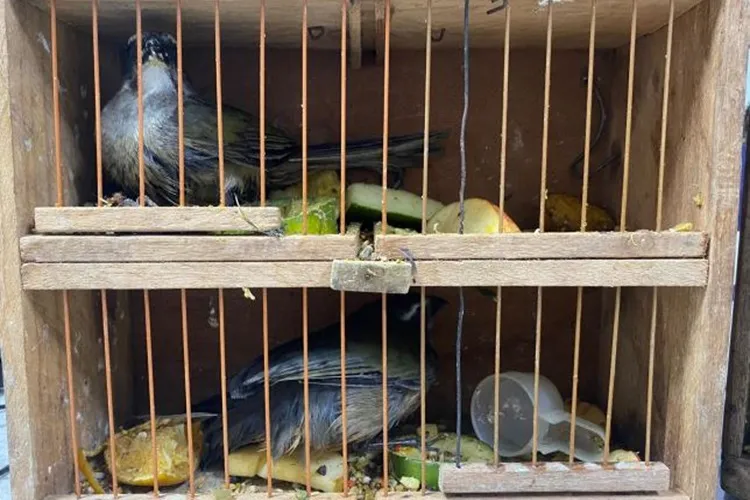PRF flagra crime ambiental e resgata pássaros silvestres em Vitória da Conquista