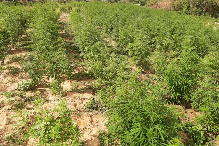 Plantação com 250 mil pés de maconha é encontrada pela polícia no norte da Bahia