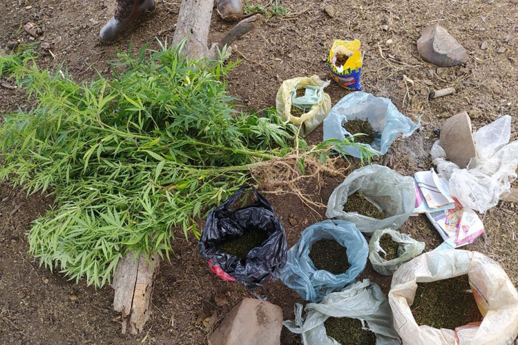 Idoso é preso em flagrante com cerca de mil pés de maconha no norte da Bahia