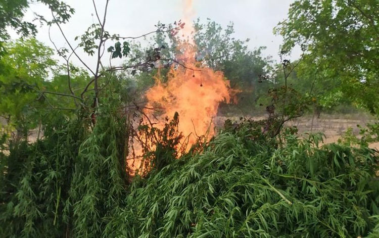 Plantação com mil pés de maconha é achada em Abaré