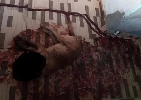 Animais são maltratados e mortos com requintes de crueldade em Abaíra