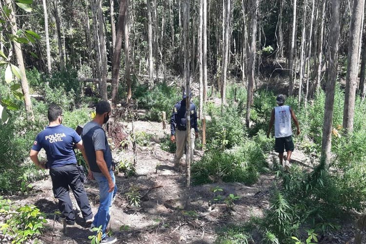 Plantação com 1,5 mil pés maconha é achada em Belmonte