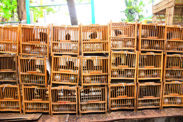 MP requer prisão preventiva de acusado de transportar 130 pássaros silvestres em Poções