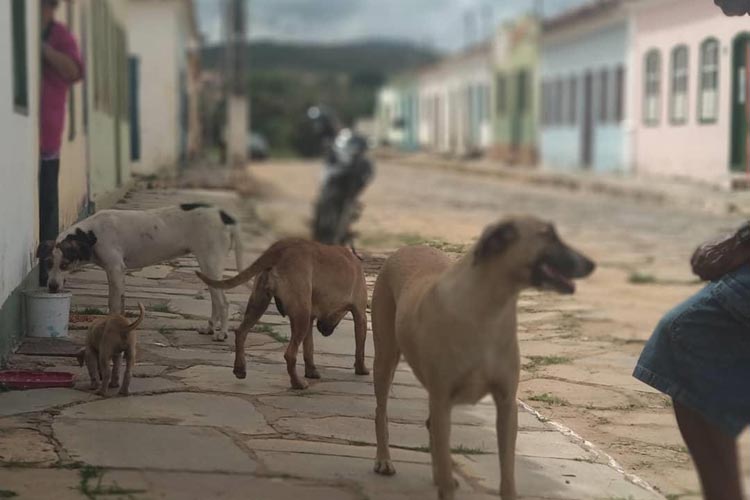 Aumento do número de animais abandonados preocupa população de Rio de Contas