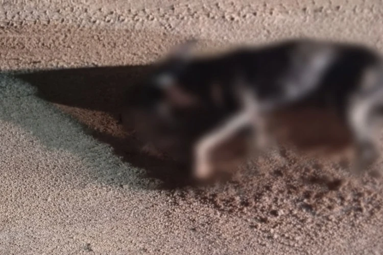 Cachorro morre após suspeita de maus-tratos na zona rural de Macaúbas