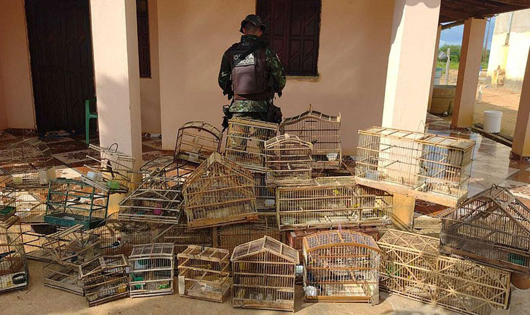 Mais de 90 aves silvestres são resgatadas na Chapada Diamantina