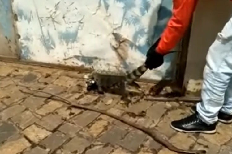 Brumado: Iguana é encontrada no Bairro Santa Tereza e devolvida por populares à mata