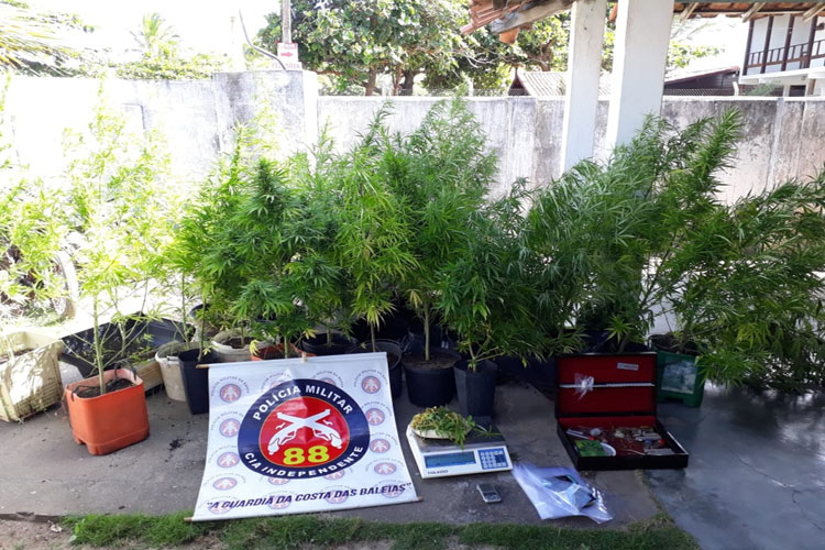 Homem é preso com mais de 100 pés de maconha orgânica em sítio