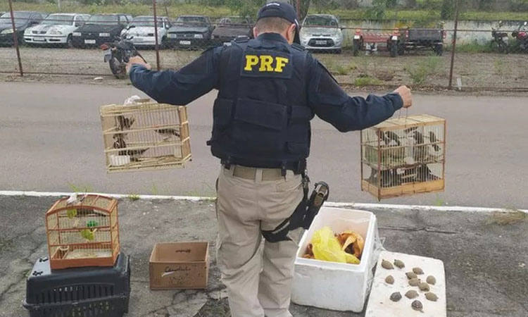  Mais de 40 pássaros silvestres e 12 jabutis são resgatados em cidades do interior da Bahia