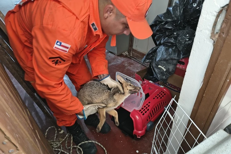 Brumado: Bombeiros capturam raposa e animal é encaminhado a Cetas