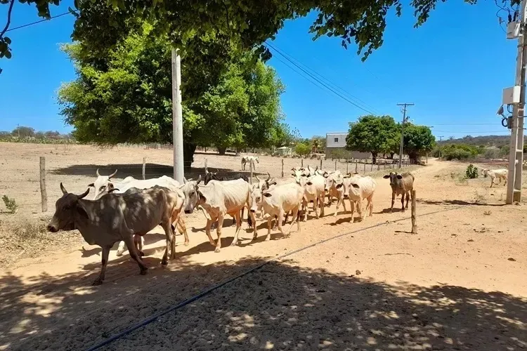 Seca: MIDR reconhece a situação de emergência em Malhada de Pedras