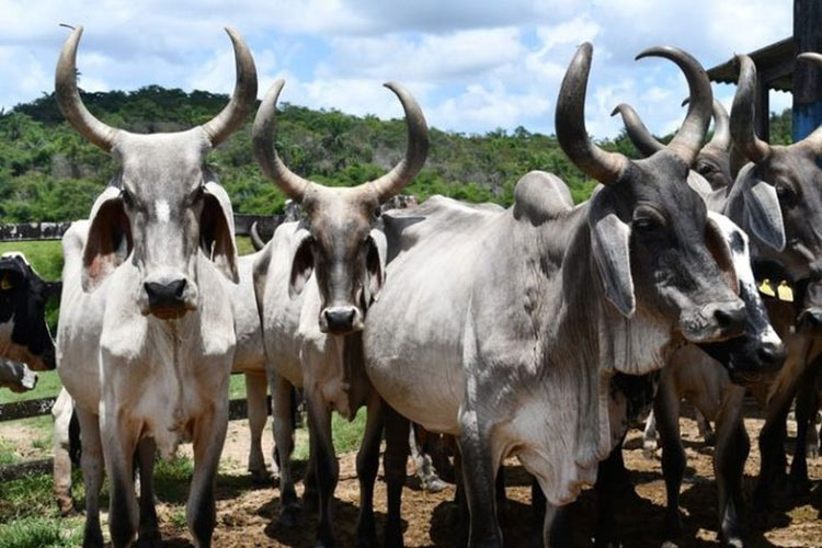 Com falta de imunizantes, vacinação contra febre aftosa é prorrogada até 30 de junho na Bahia