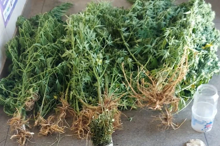 24º BPM localiza plantação de maconha em Ituaçu e prende dois suspeitos
