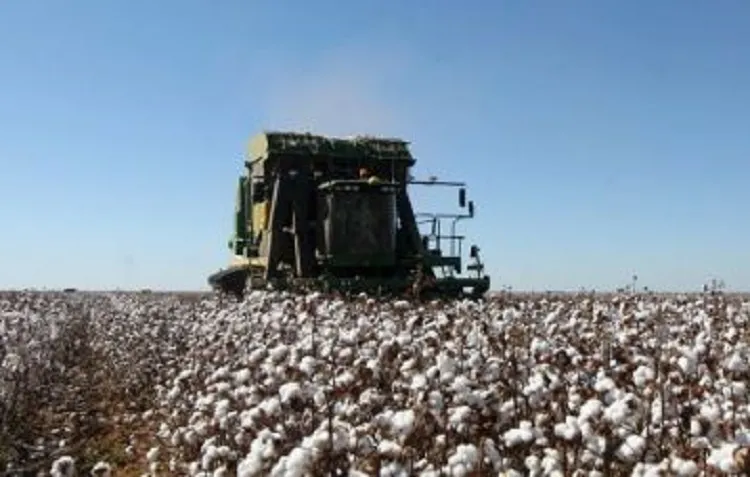 Produção de algodão da Bahia deve superar em 15% a safra anterior