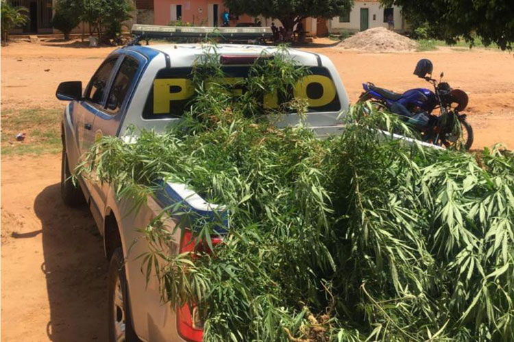 Polícia localiza plantação de maconha em residência na zona rural de Livramento de Nossa Senhora