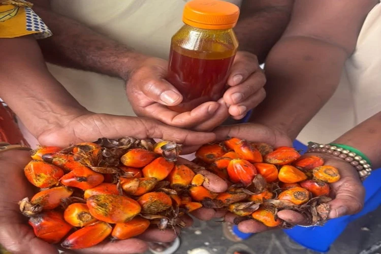 Bahia ganha Câmara Temática do Dendê visando expandir cultivo do dendê no estado