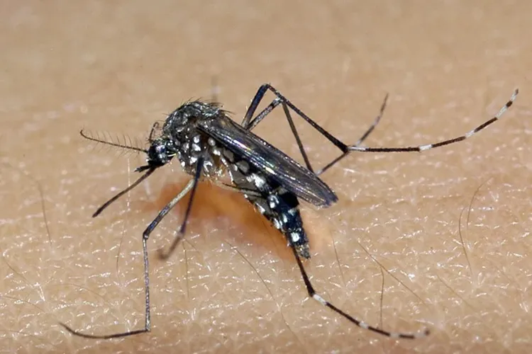Município da Chapada Diamantina registra óbito por dengue, confirma Sesab