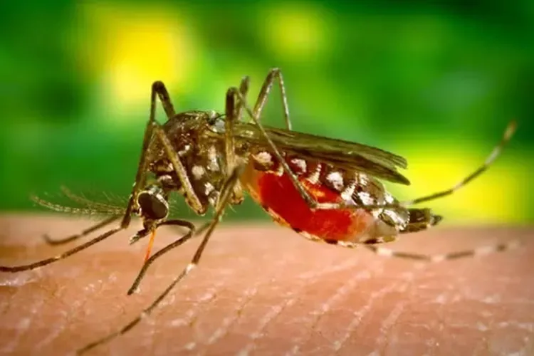 Brasil registra mais de 800 mortes por dengue em 2024