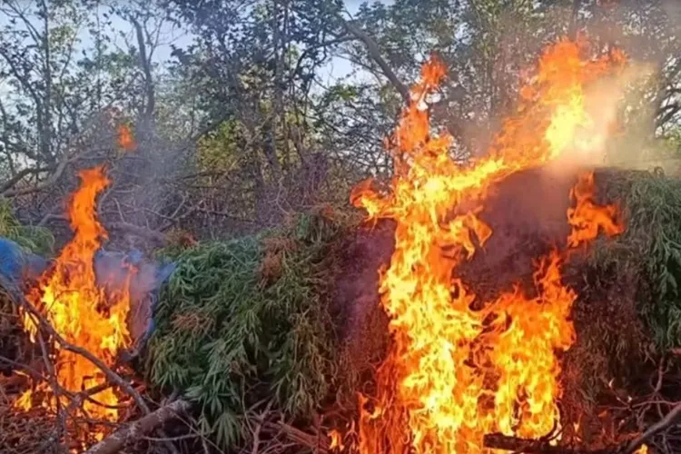 PM encontra mais de 20 mil pés de maconha em Capo Formoso