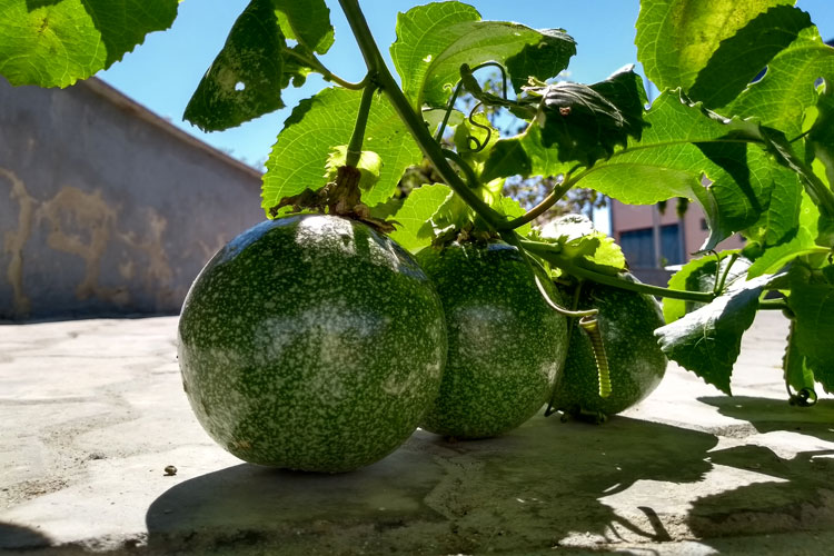 Adotada por populares, Praça Pompílio Leite está se tornando um pomar no centro de Brumado