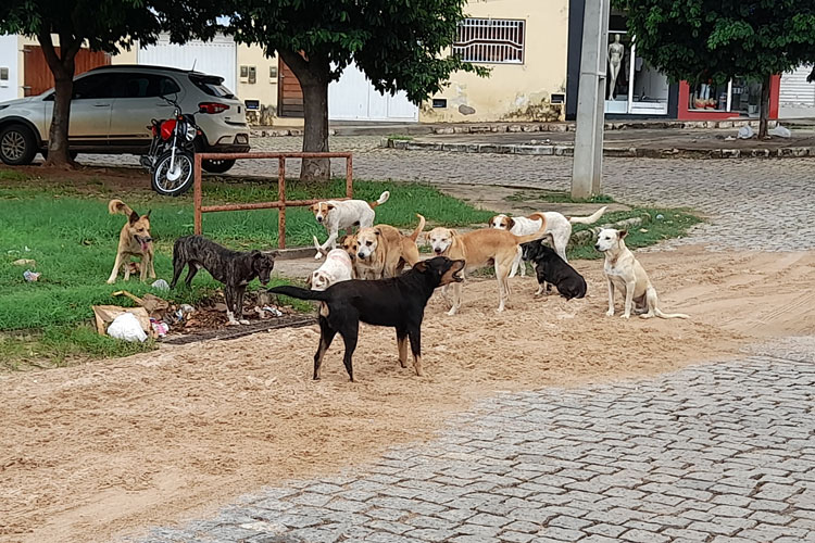 Brumado: Populares cobram medidas enérgicas para conter aumento de cães errantes