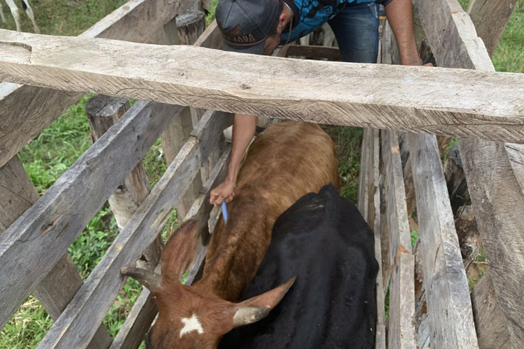 Bahia vacina mais de 90% dos bovinos e bubalinos contra a febre aftosa em todo estado
