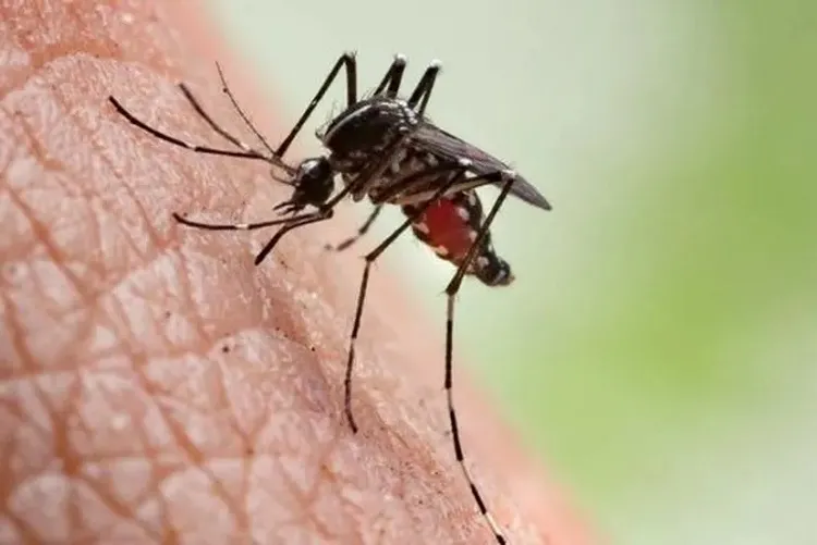 Terceira morte causada por dengue grave é confirmada na Bahia