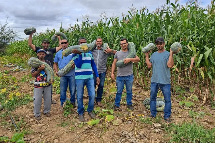 Produtores de Malhada de Pedras aderem ao plantio orgânico para exportação