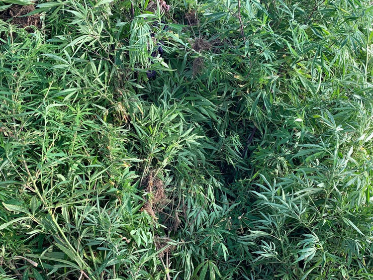 Cerca de 5 mil pés maconha são encontrados pela PM no norte da Bahia