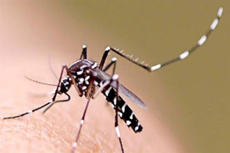 Bahia notifica 56 mortes por dengue este ano