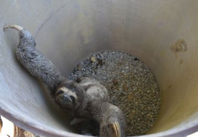 Bicho preguiça é encontrado dentro de empresa em Vitória da Conquista