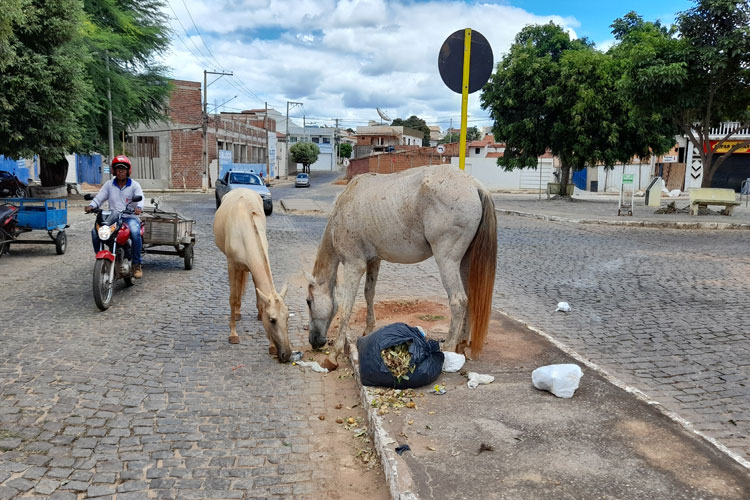 Equinos soltos nas ruas causam transtornos e muitas reclamações da população de Brumado