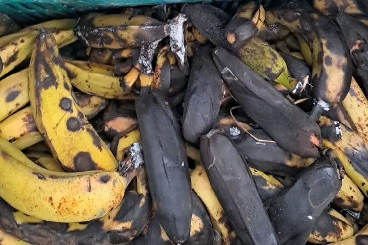 Vereador recebe denúncias de frutas podres sendo servidas na merenda escolar em Brumado