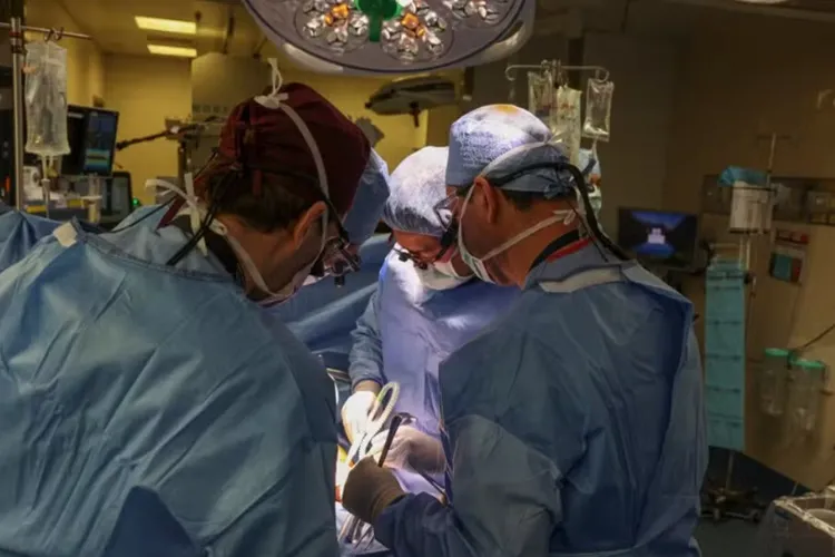 Morre primeiro paciente a receber rim de porco em transplante