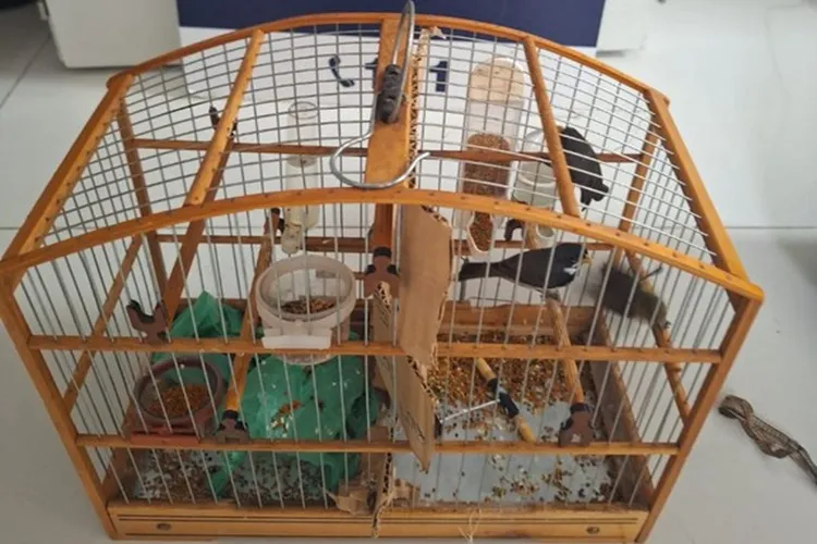 PRF resgata 12 pássaros sendo transportados irregularmente em Vitória da Conquista